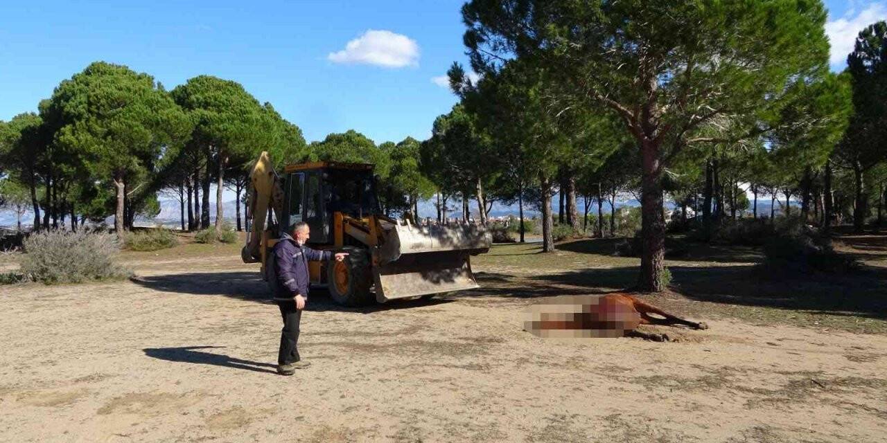 Vicdansızların vurarak öldürdüğü at sokak hayvanlarına yem oldu