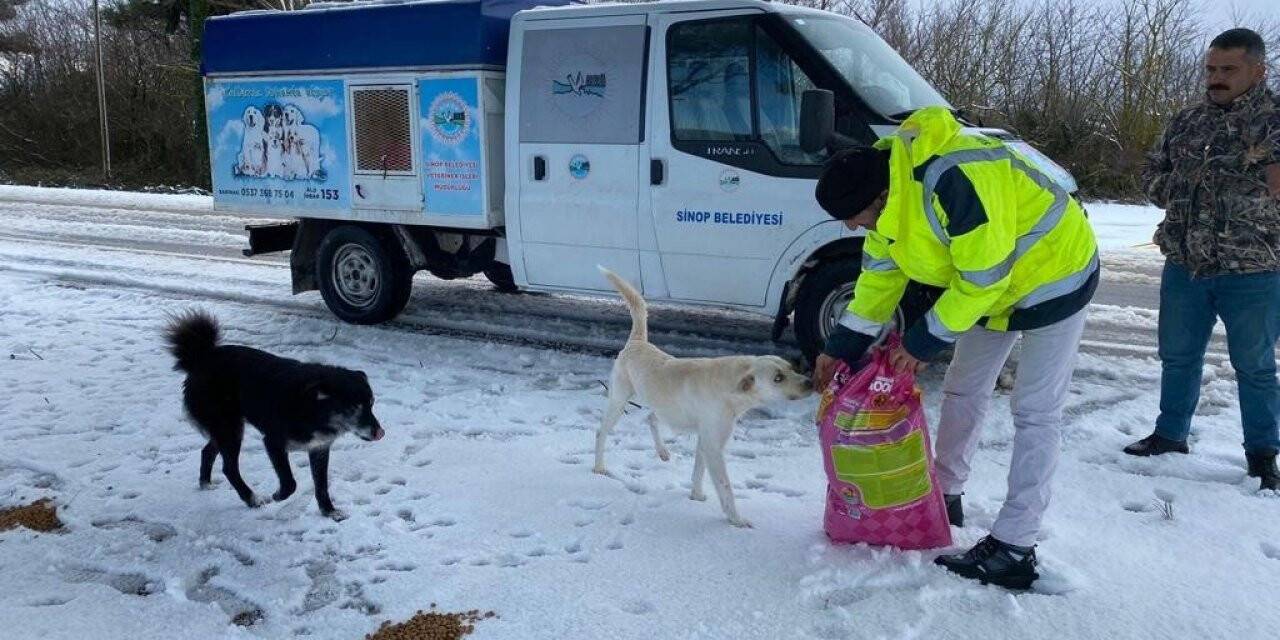 Sinop’ta sokak hayvanlarına mama