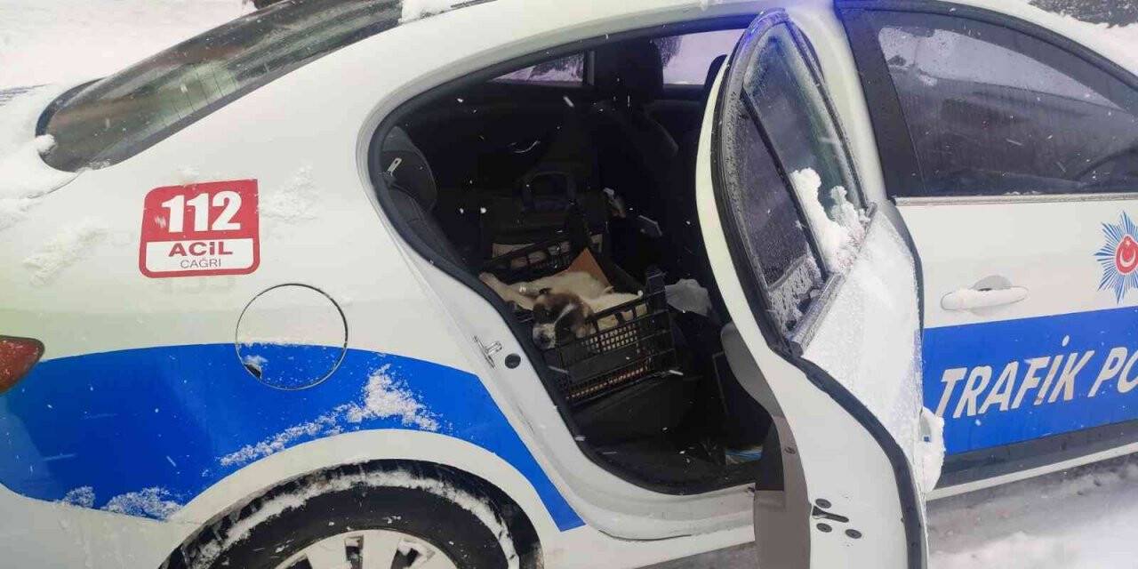 Bingöl’de donmak üzere olan köpeklere polisler sahip çıktı