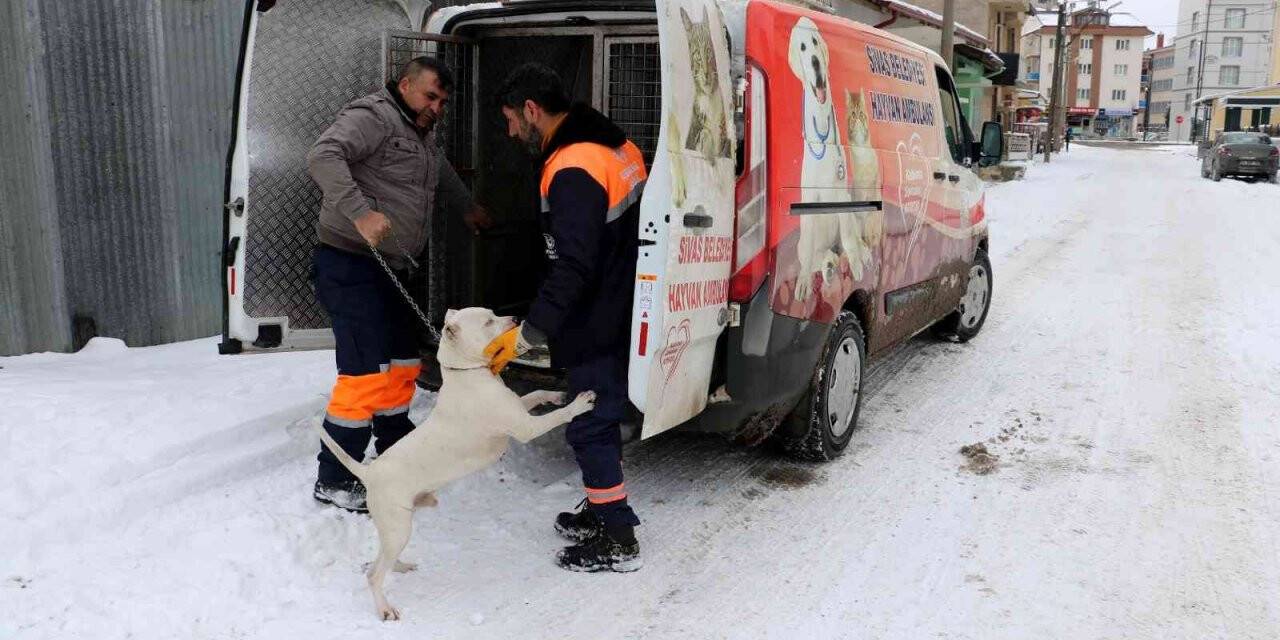 Yasaklı köpeğini gecikmeli olarak teslim etti
