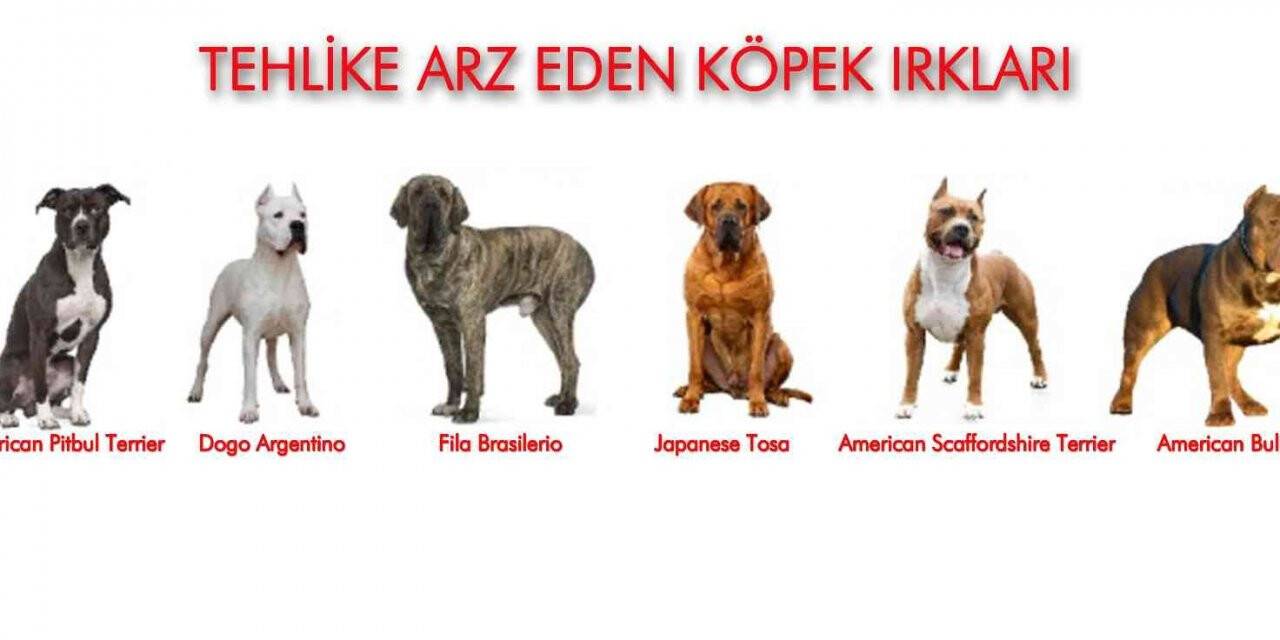 Samsun’da 331 adet tehlike arz eden hayvan kayıt altına alındı