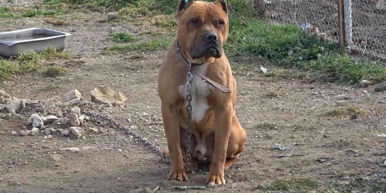 Aydın’da 537 adet ’tehlike arz eden köpek’ kayıt altına alındı