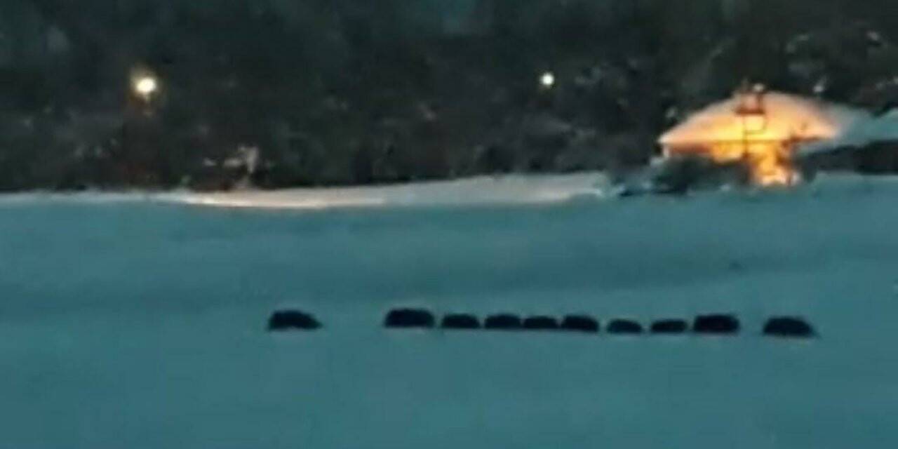 Domuz sürüsü ilçe merkezine indi