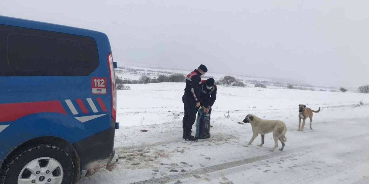 Jandarma ekipleri, sokak hayvanlarını unutmadı