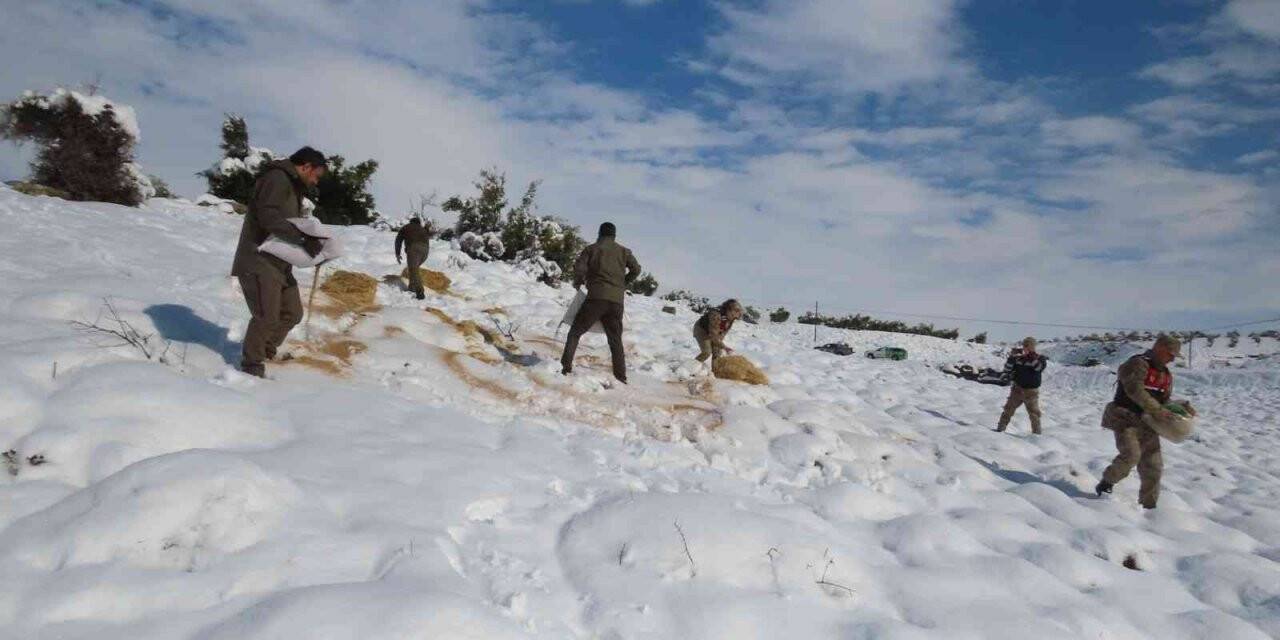 Yaban hayvanları için doğaya yem bıraktılar