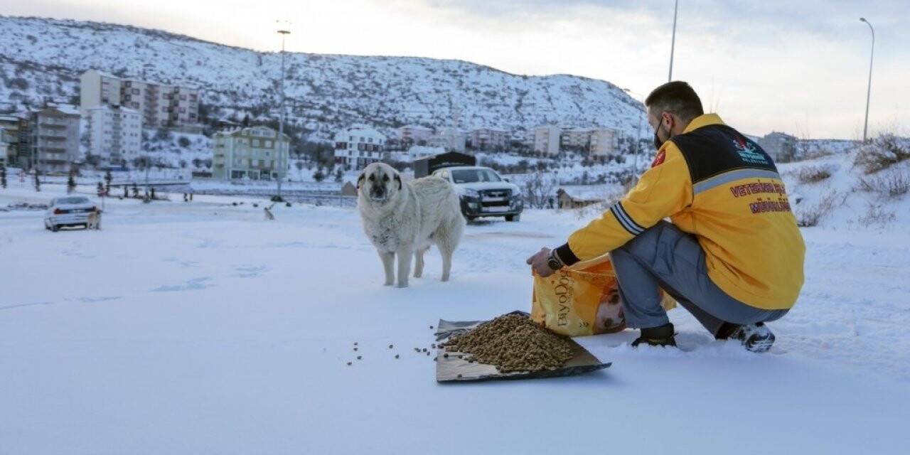 Nevşehir Belediyesi sokak hayvanlarına mama bıraktı