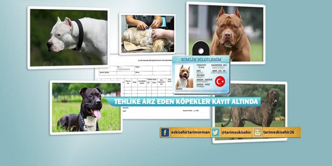 Eskişehir’de 355 tehlikeli ırk kayıt altına alındı