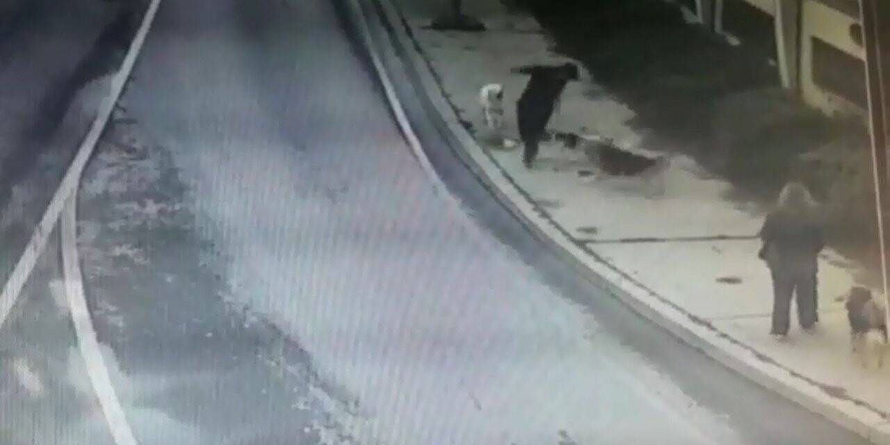 Bakırköy’de dehşet dolu anlar, iş adamına 6 köpek saldırdı