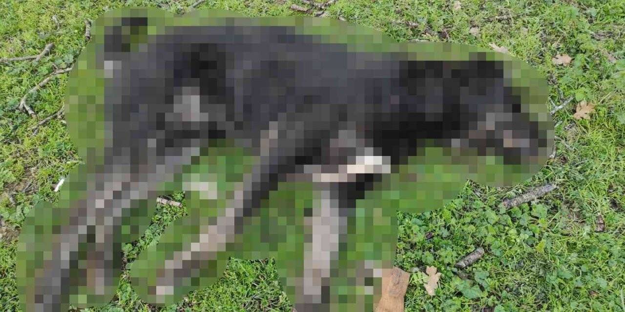 2 köpeğin öldürüldüğü olayla ilgili açıklama