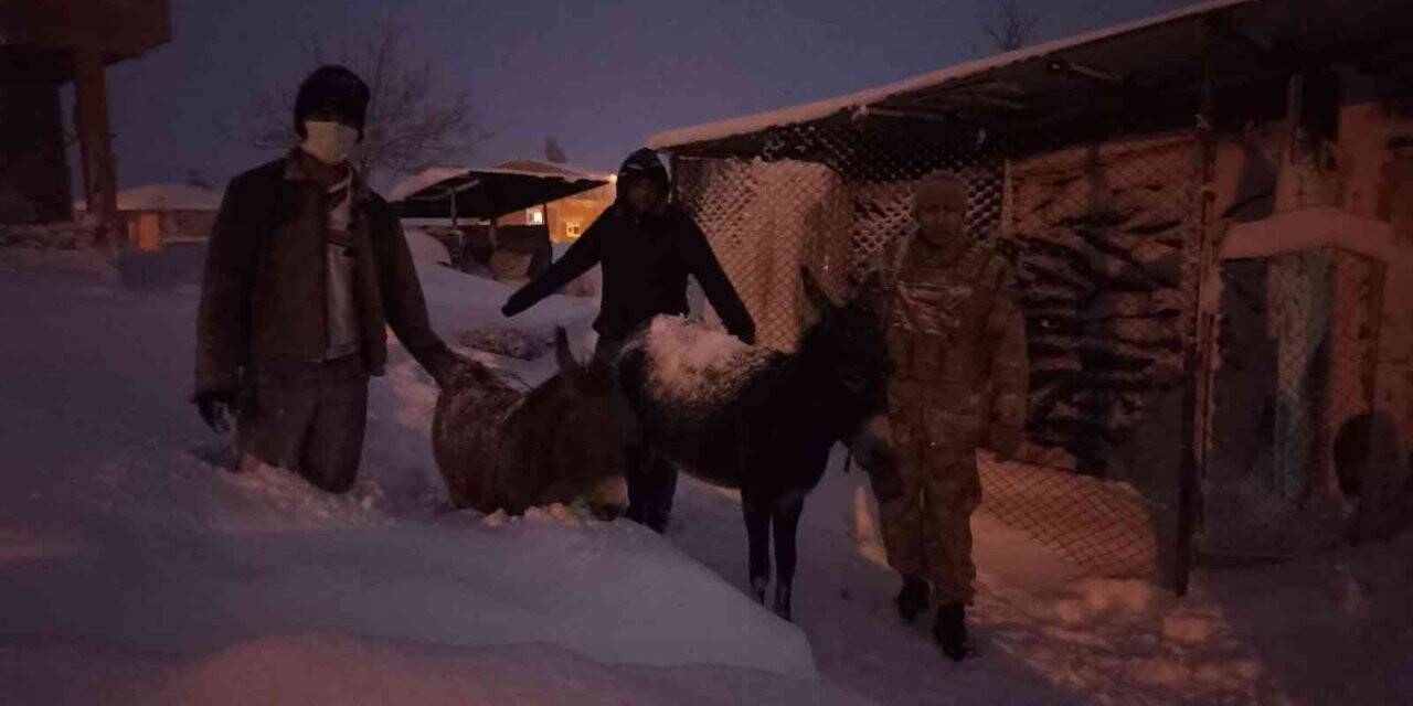 Elazığ’da donmak üzere olan hayvanlar kurtarıldı