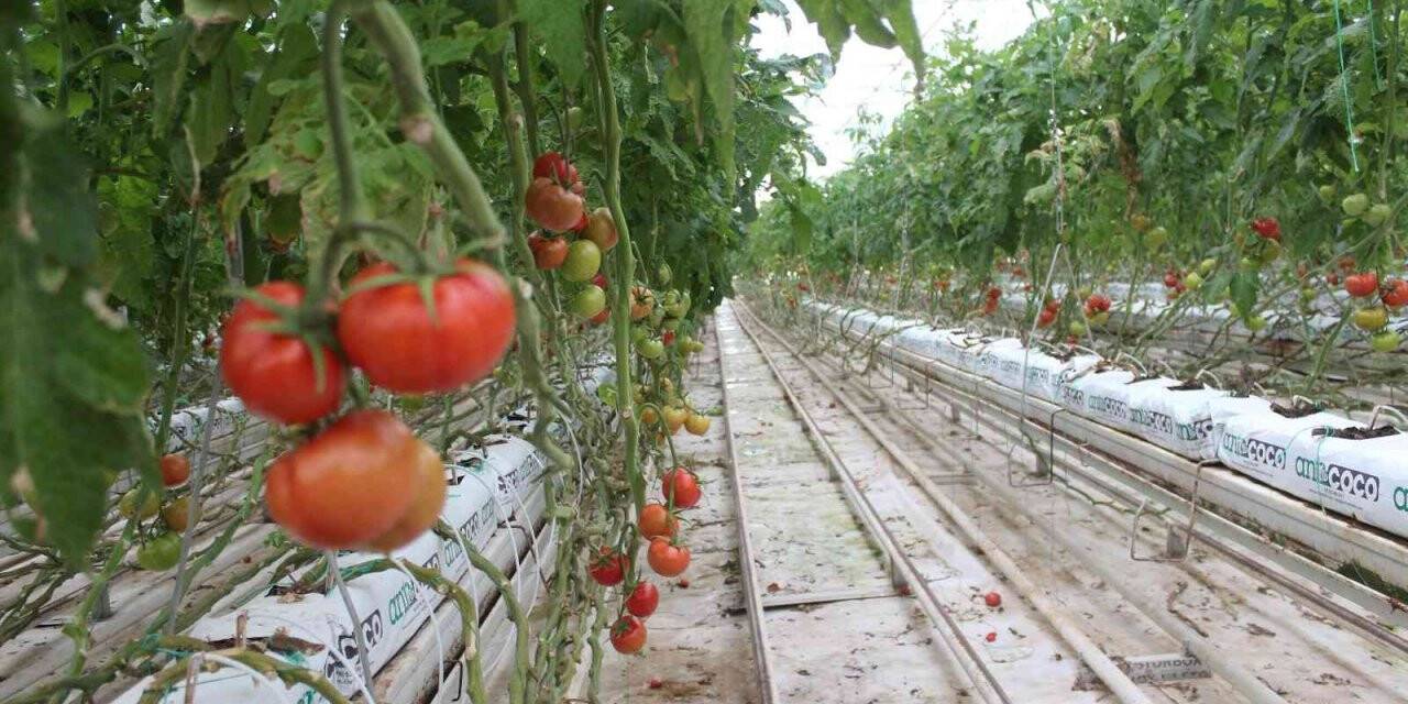 Eksi 40 derecede domates üretimi