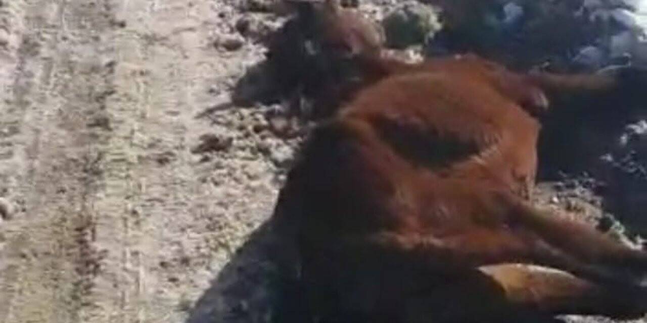 Irak sınırındaki sahipsiz at dondu