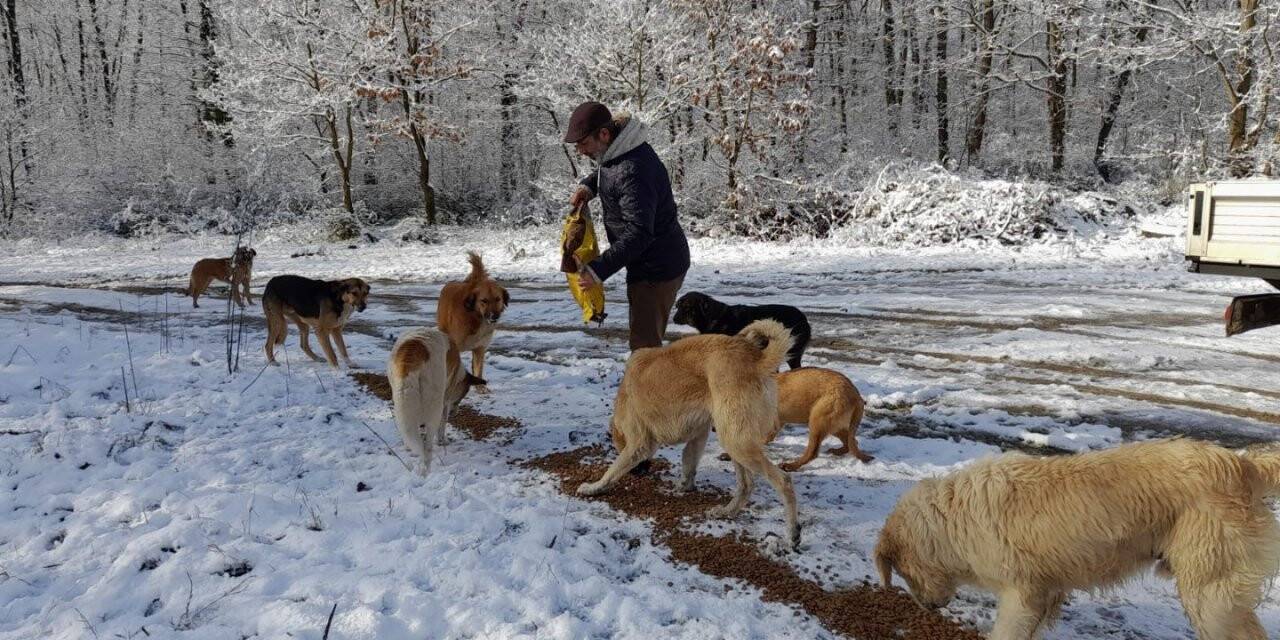 Kartepe’de sokak hayvanları için mama dağıtımı