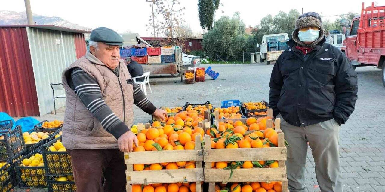 Narenciye üretim merkezinde çiftçiler soğuk hava deposu istiyor