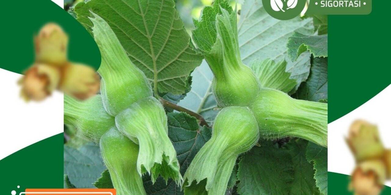 TARSİM: ’’Fındık için son sigorta tarihi 28 Şubat’’