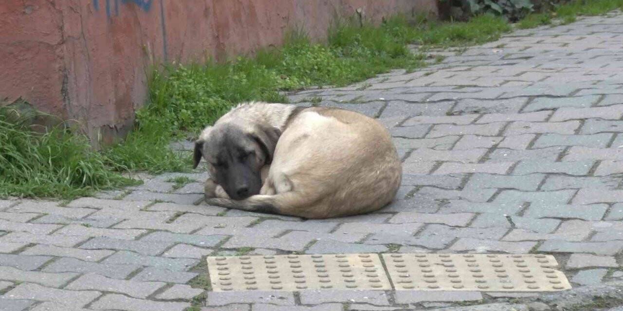 Ataşehir’de köpek kavgası: “Hayvana taş attım, sana değil”