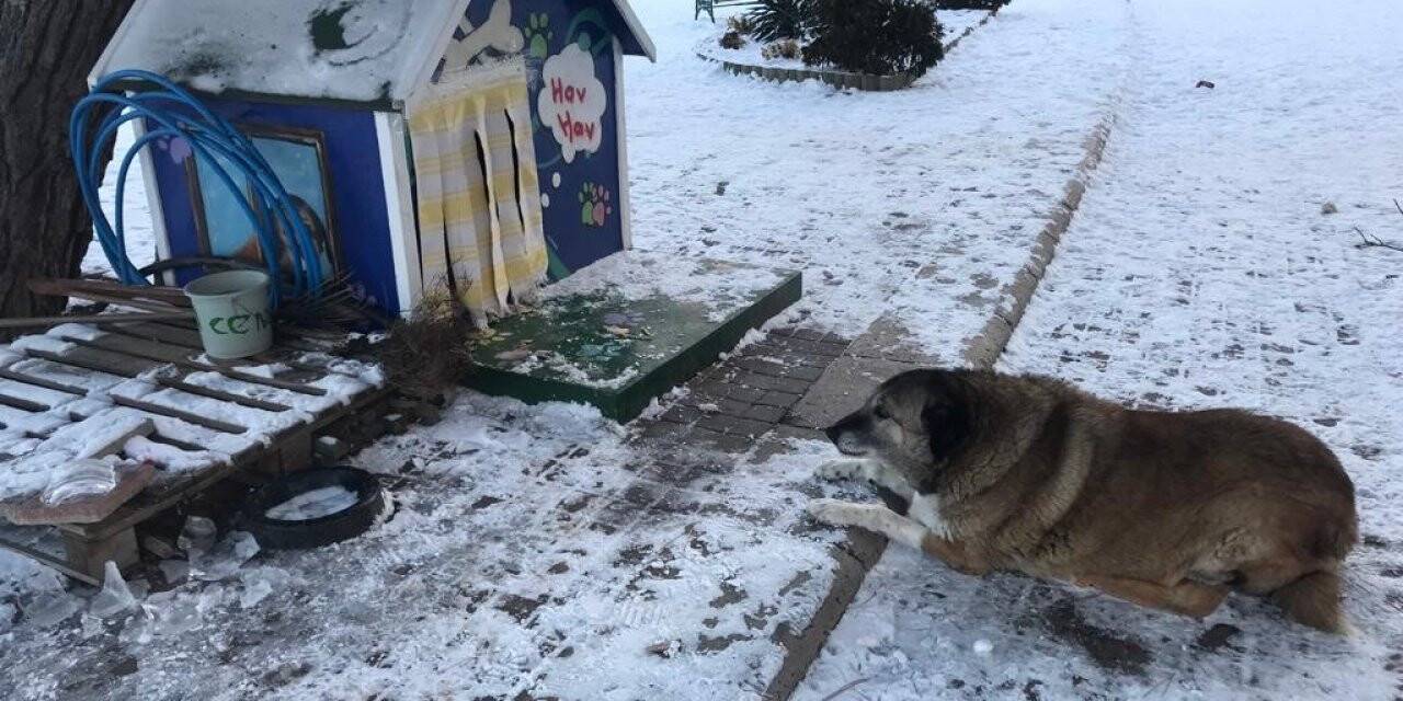 Sokak hayvanlarının mama ve su kapları buz tuttu