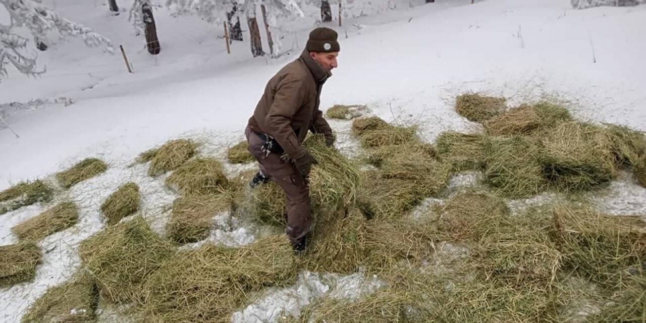 Tavşanlı DKMP Şefliği’nden yaban hayvanlarını yemleme çalışması
