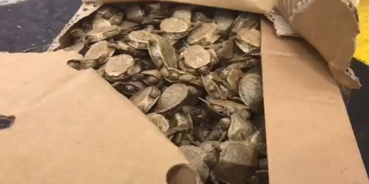 Sarp Sınır Kapısında bir araçta 5 bin su kaplumbağası ele geçirildi