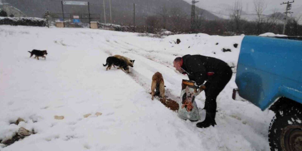 Cumayeri Belediyesi sokak hayvanlarını unutmadı