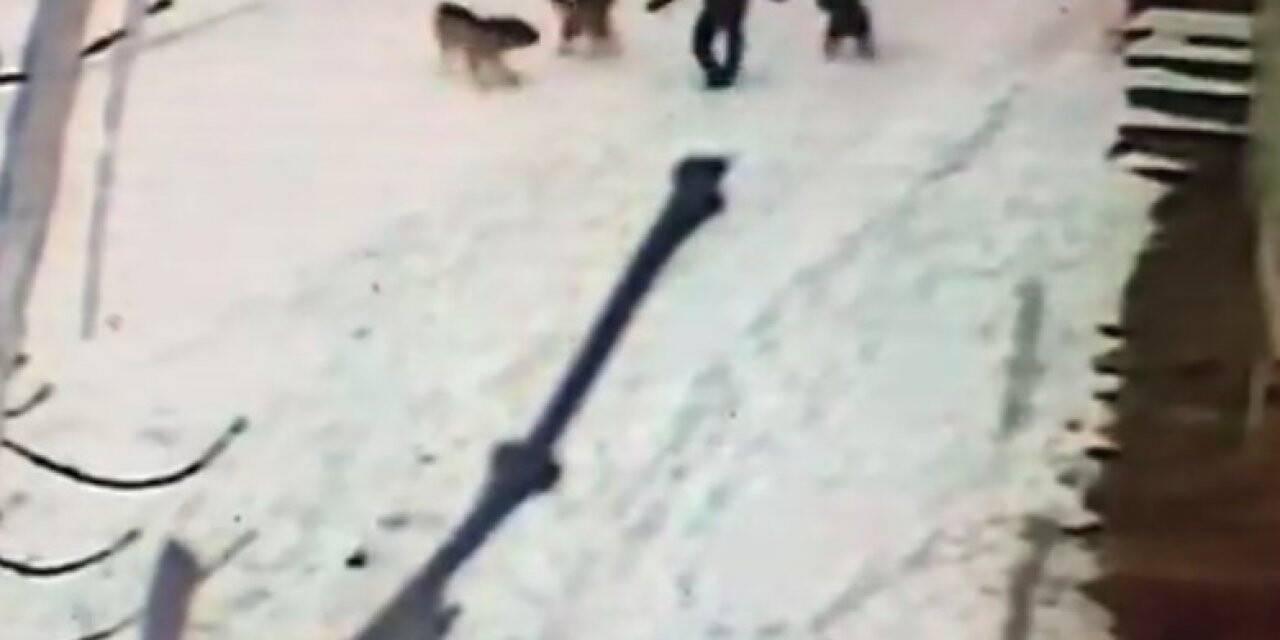 Kars’ta dehşet anları kamerada, çocuğun cesareti köpeklerin saldırısını önledi