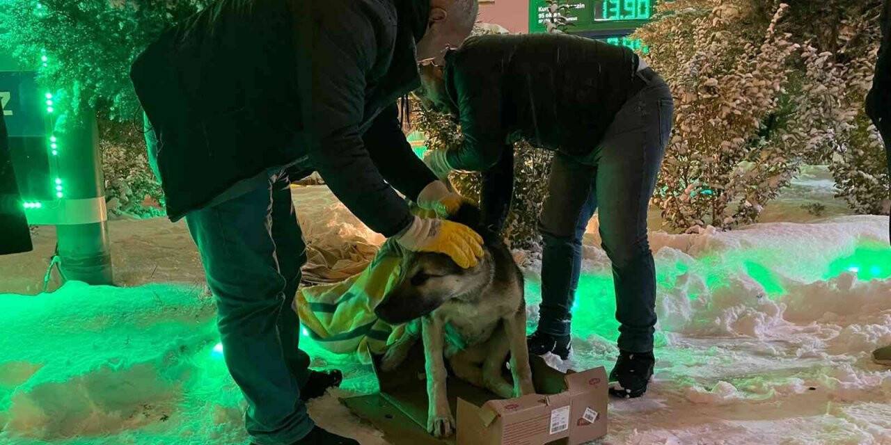 Diyarbakır Büyükşehir Belediyesi sokak hayvanlarını yalnız bırakmadı