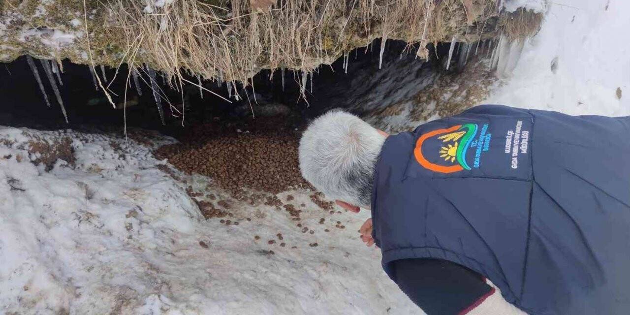 Annesiz kalan 7 yavru köpeğe Tarım ve Orman Müdürlüğü sahip çıktı