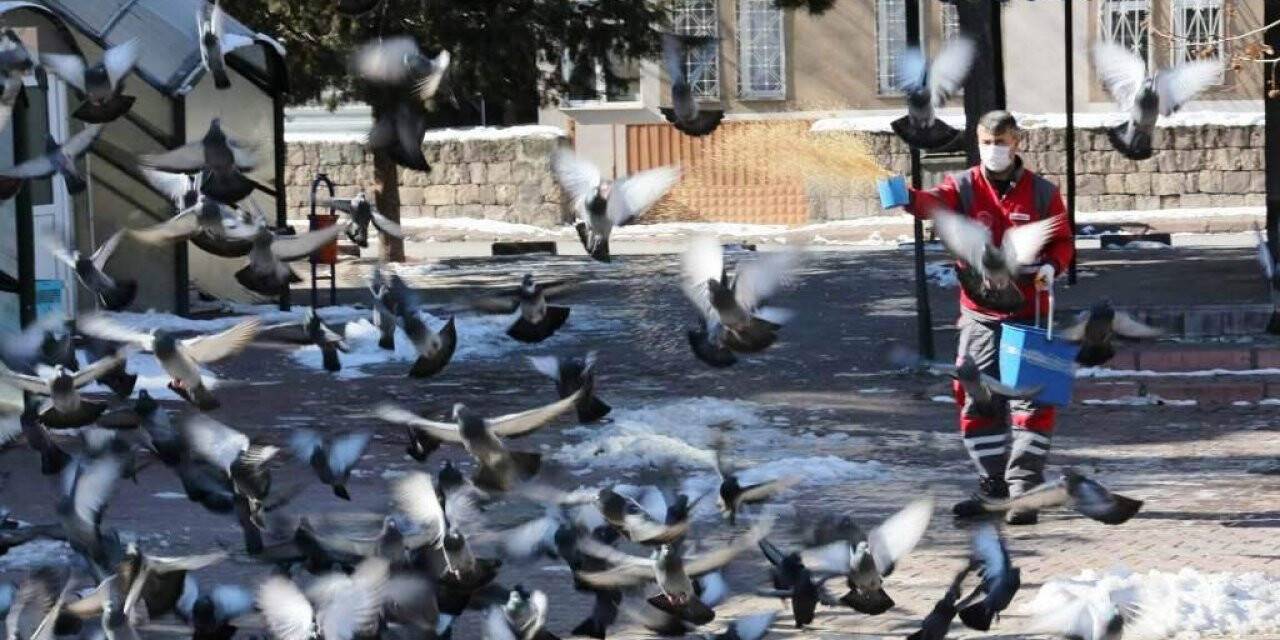 Kocasinan’dan kış mevsimi boyunca sokak ve yaban hayvanları için 13 ton yem