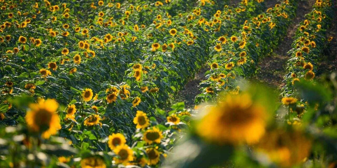 Kahramankazan Belediyesi’nden çiftçilere yüzde 75 hibeyle yağlık ayçiçeği tohumu desteği
