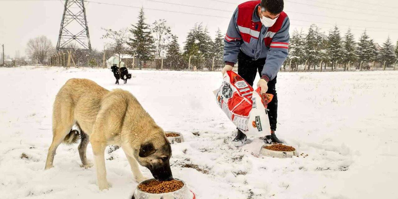 Tepebaşı’nda can dostlar unutulmuyor