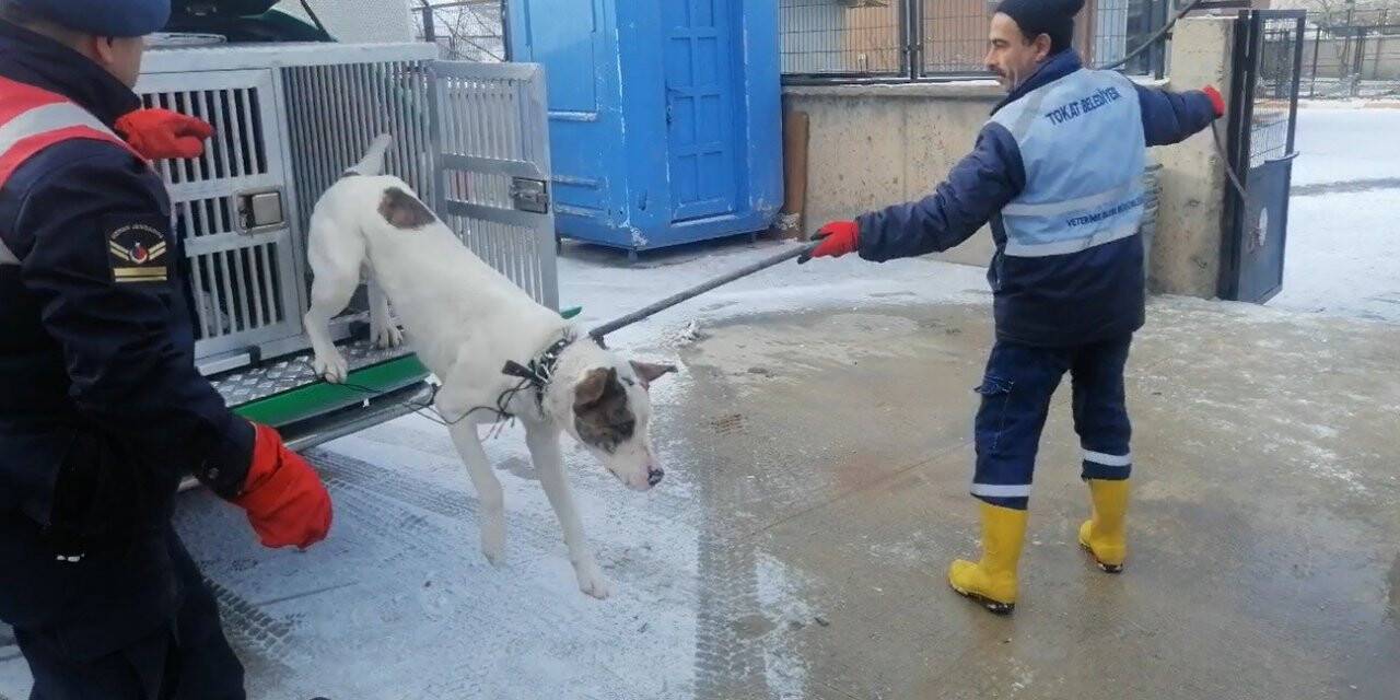 Yasaklı ırk köpek besleyene 29 bin lira ceza uygulandı