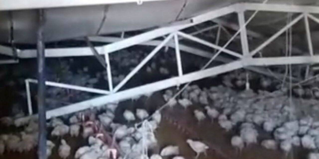 Çiftliğin çatısı kar nedeniyle çöktü, binlerce tavuk telef oldu