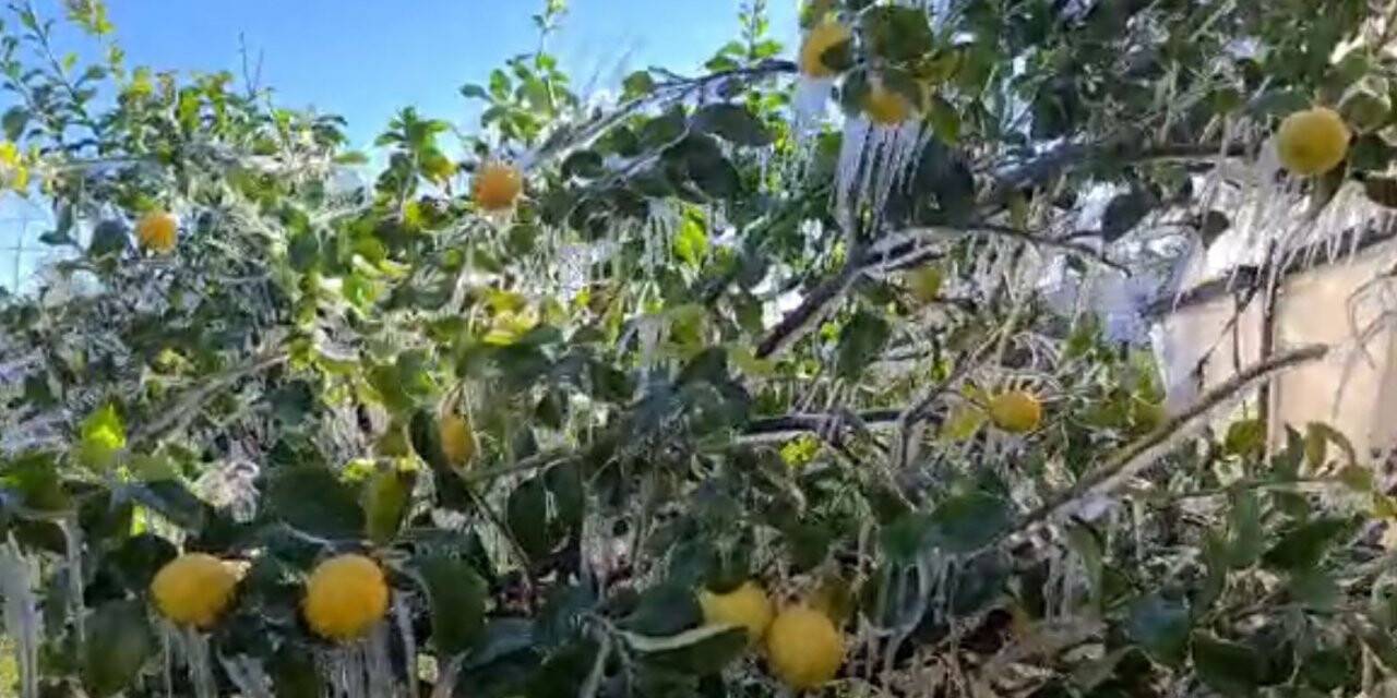 Limon ağaçları buz tuttu, sarkıtlar oluştu