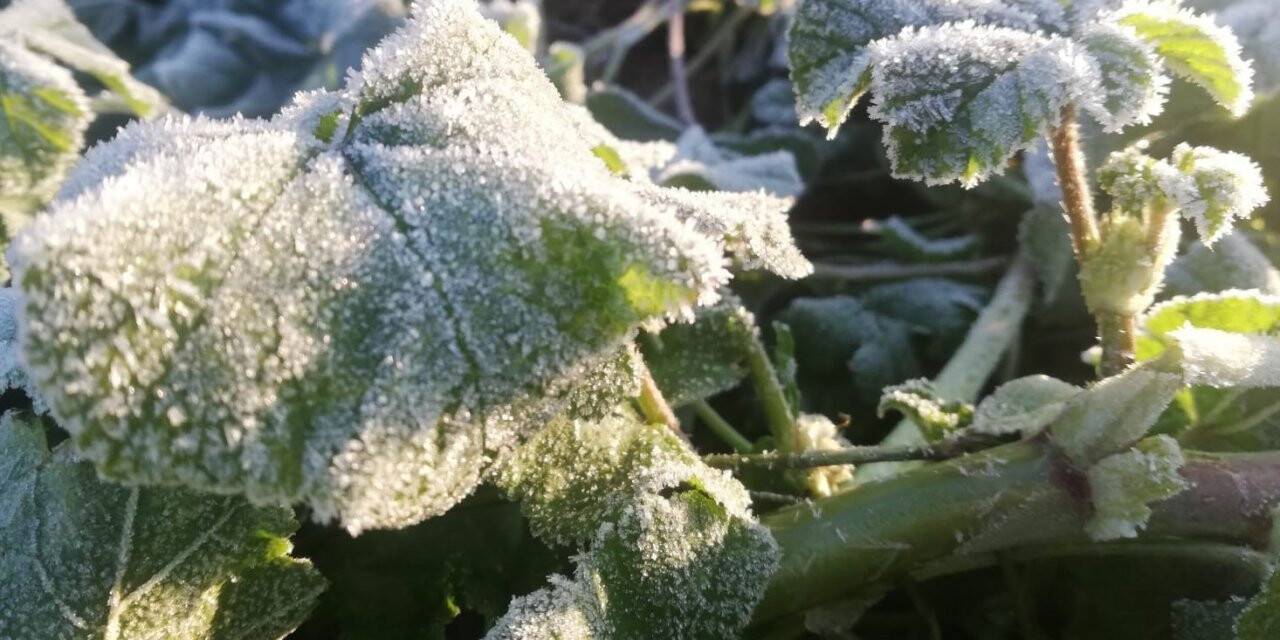 Aydın’da zirai don bekleniyor