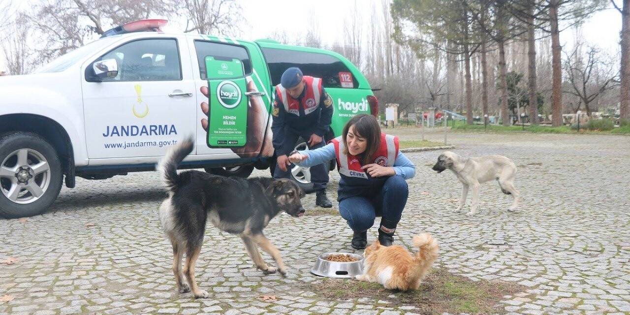 Aydın’da Jandarma timleri sokak hayvanlarını yalnız bırakmıyor