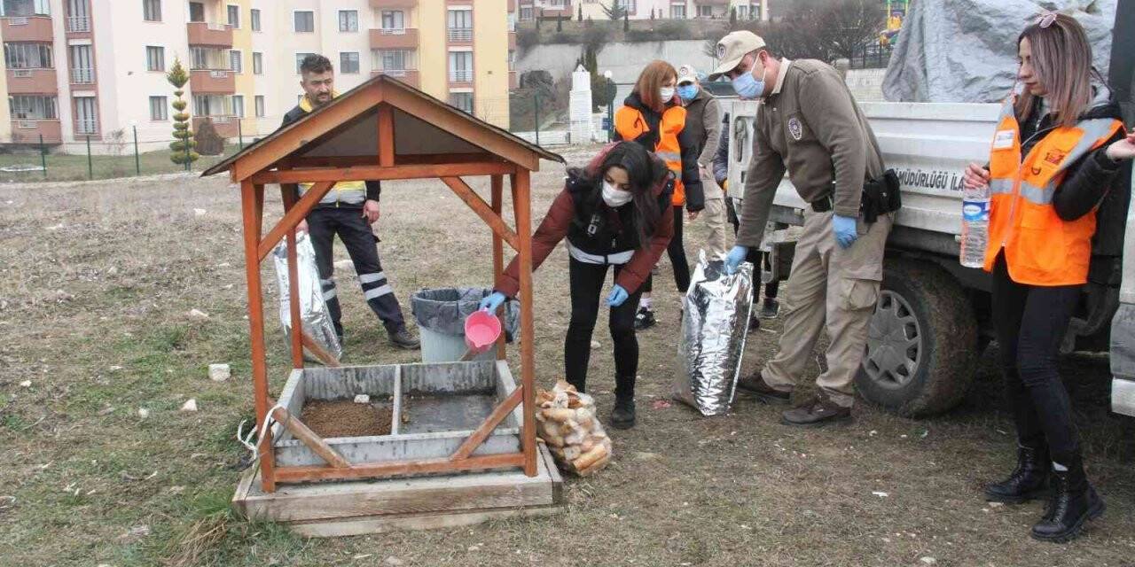 HAYDİ ekipleri, soğuk kış gününde sokak hayvanlarını yalnız bırakmadı