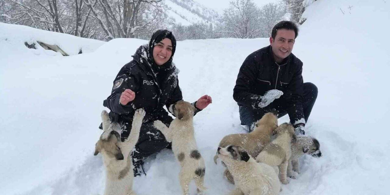 Uludere’de devlet kurumları, sokak hayvanlarını unutmadı