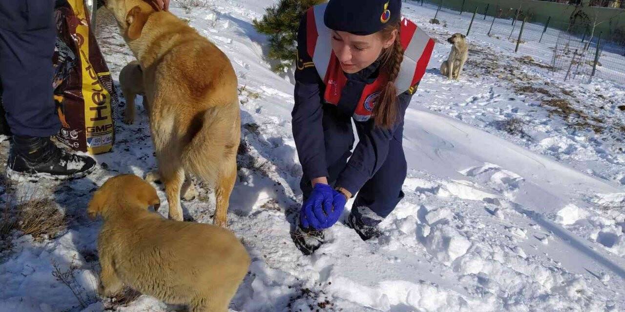 Jandarma sokak hayvanlarını unutmadı