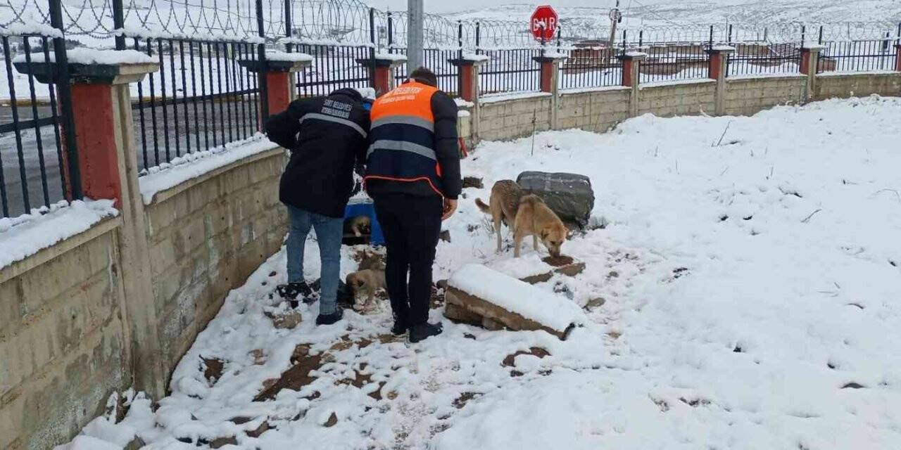 Siirt Belediyesi sokak hayvanları için yem bıraktı