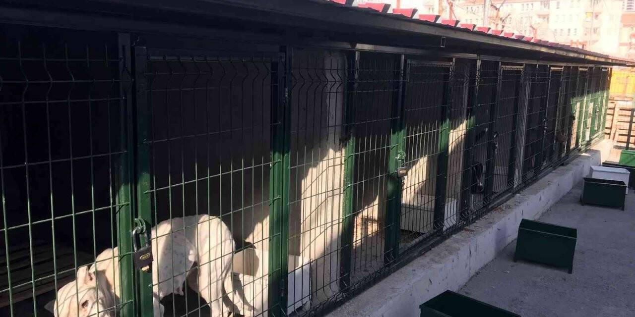 Hayvan barınakları tehlikeli ırklar ile doldu