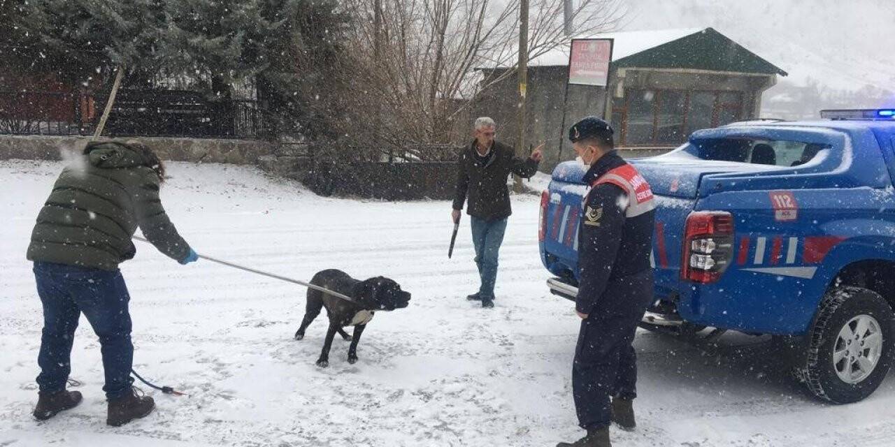Bingöl’de başıboş gezen Pitbull cinsi köpek, yakalanarak barınağa götürüldü
