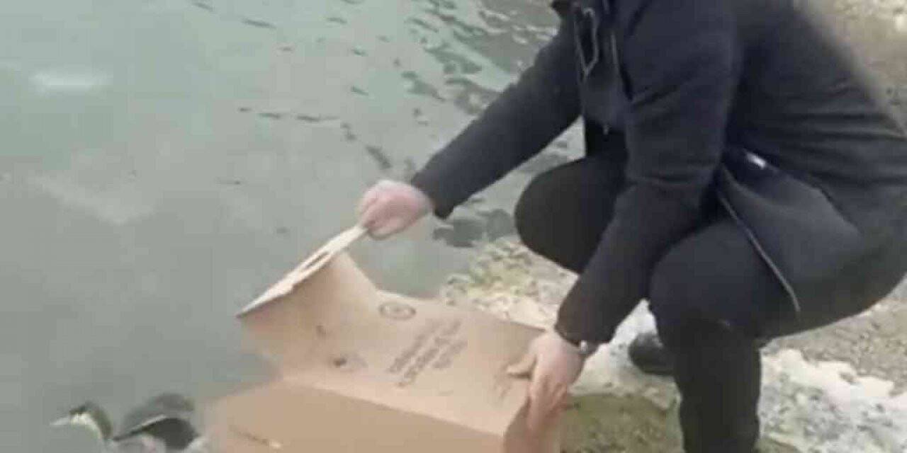 İstanbul’da tedavisi tamamlanan ‘Bahri’ suya bırakıldı