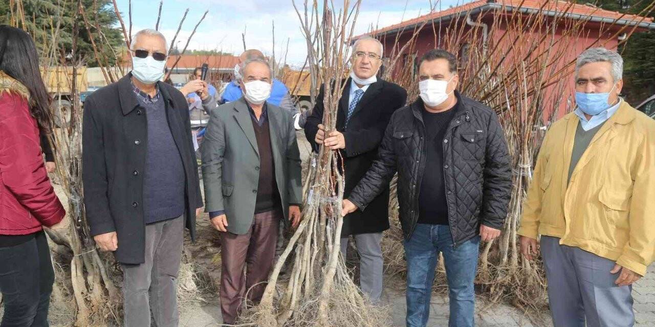 Çameli Belediyesi’nden ücretsiz fidan dağıtımı