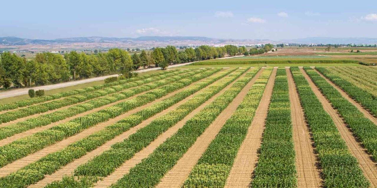 Dünya Türkiye’nin tatlı mısırını sevdi