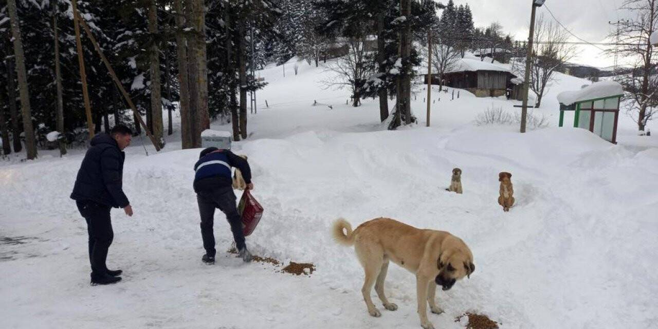 Yaylada mahsur kalan köpeklere devlet sahip çıktı