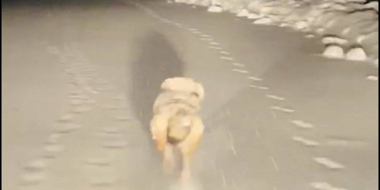 Hasta almaya giden ekiplere kurt eşlik etti