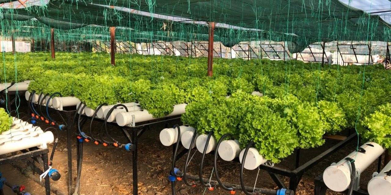 Konyaaltı’nda ilk kez su kültürü ortamında marul dikildi