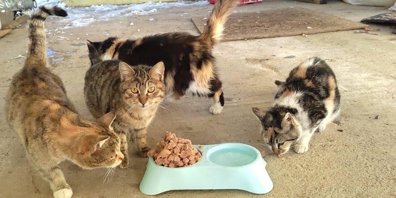 Kahramanmaraş’ta sokak hayvanlarına mama desteği