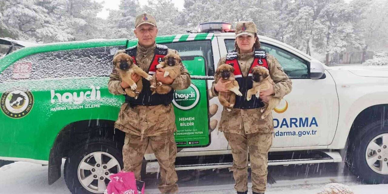 Sahipsiz bakıma muhtaç köpekler beslendi
