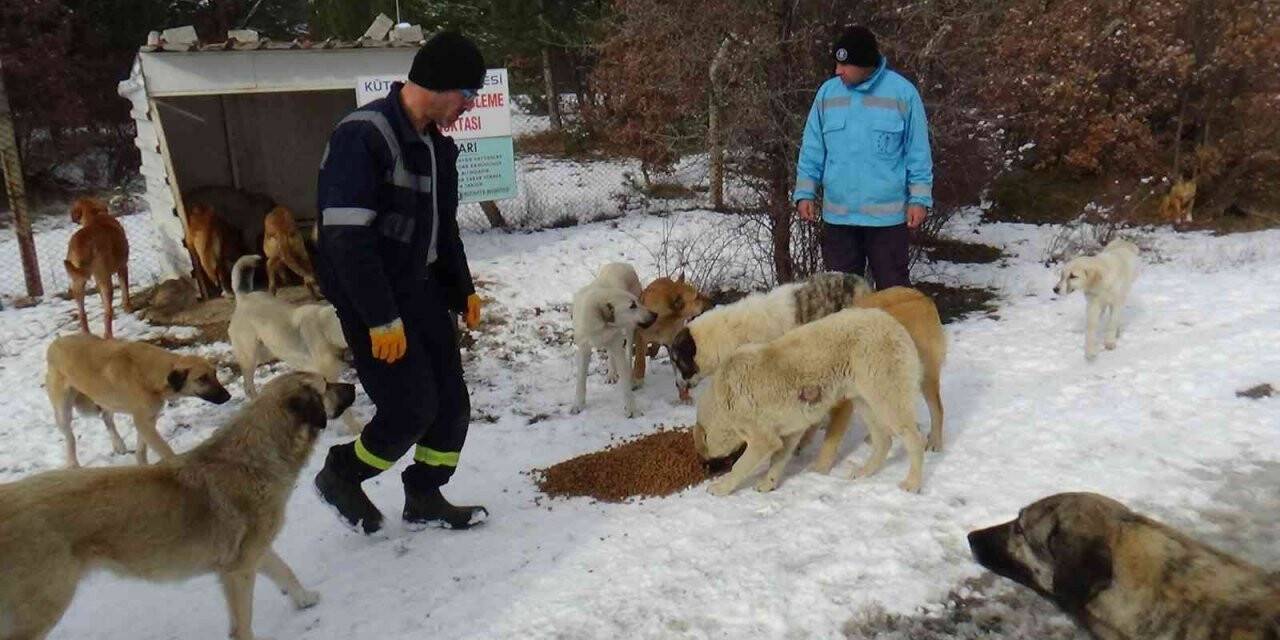 Soğuk kış günlerinde sokak hayvanları unutulmadı